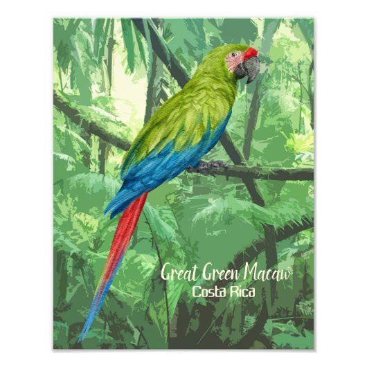Impression Photo Grand Vert Macaw Costa Rica Design (Devant)