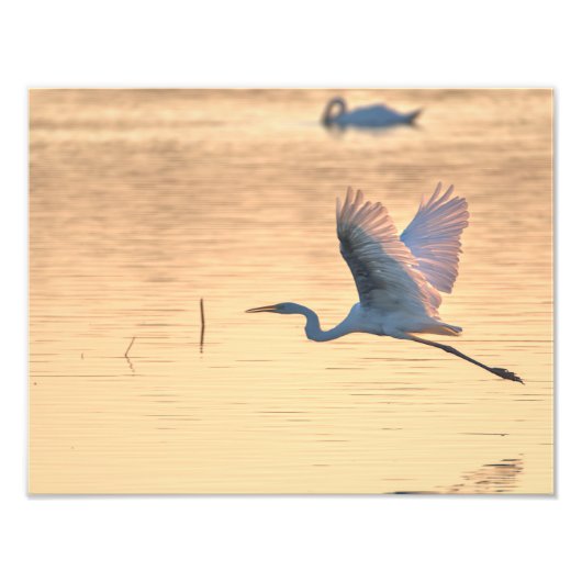 Impression Photo Grande aigrette (Devant)