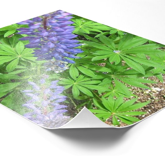 Impression Photo Grande Lupin (Coin)