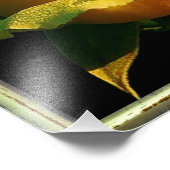 Impression Photo Grande rose jaune (Coin)