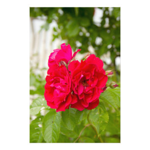Impression Photo Grandes roses rouges dans le jardin