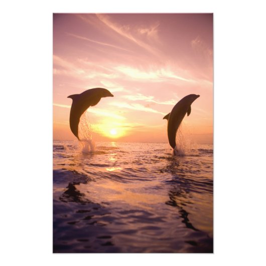 Impression Photo Grands dauphins Tursiops truncatus (Devant)