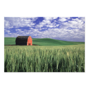 Impression Photo Grange rouge dans un champ de blé et d'orge à Whit