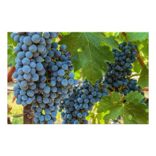 Impression Photo Grappes