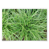 Impression Photo Grasses (Devant)