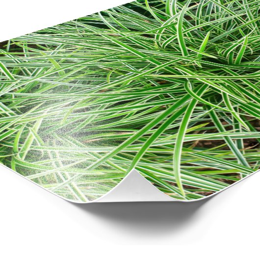 Impression Photo Grasses (Coin)