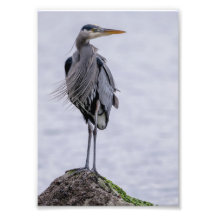 Impression photo Great Blue Heron