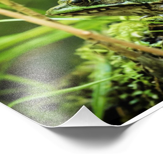 Impression Photo Grenouille 01 (Coin)