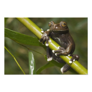 Impression Photo Grenouille arboricole captive de Tapichalaca Hylos