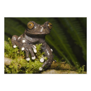 Impression Photo Grenouille arboricole captive de Tapichalaca Hylos