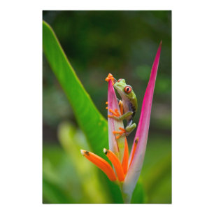Impression Photo Grenouille aux yeux rouges, Costa Rica