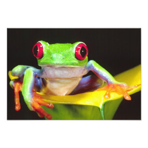 Impression Photo Grenouille aux yeux rouges sur un lys calla, Agaly