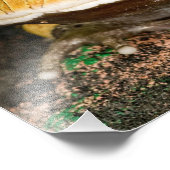 Impression Photo Grenouille corne brésilienne, Ceratophrys cornuta, (Coin)