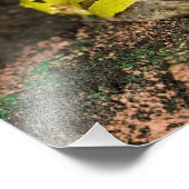 Impression Photo Grenouille corne brésilienne, Ceratophrys cornuta, (Coin)