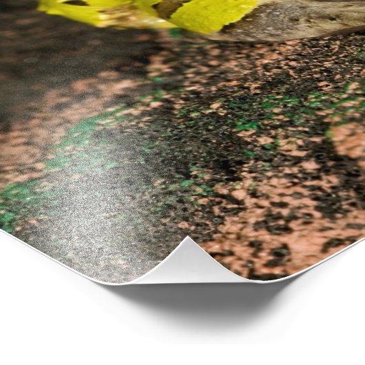 Impression Photo Grenouille corne brésilienne, Ceratophrys cornuta, (Coin)