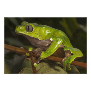 Impression Photo grenouille géante à feuilles Phyllomedusa bicolor)