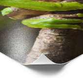 Impression Photo Grenouille géante Phyllomedusa bicolor) (Coin)