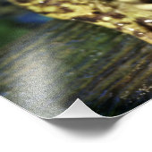 Impression Photo Grenouille taureau. (Coin)