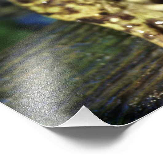 Impression Photo Grenouille taureau. (Coin)