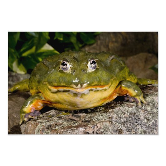 Impression Photo Grenouille-taureau, Pyxicephalus (Devant)