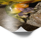 Impression Photo Grenouille-taureau, Pyxicephalus (Coin)