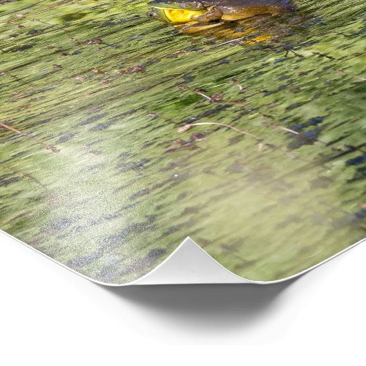 Impression Photo Grenouilles (Coin)