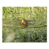 Impression Photo Grenouilles (Devant)