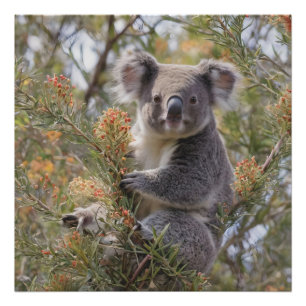 Impression Photo Grevillea Koala Bear,