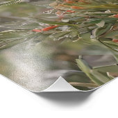 Impression Photo Grevillea Koala Bear, (Coin)