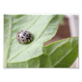 Impression Photo Grey Ladybug (Devant)