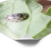 Impression Photo Grey Ladybug (Coin)