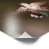 Impression Photo Gros Colibri à queue large (Coin)