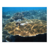 Impression Photo Gros Corral (Devant)