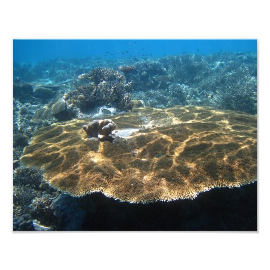 Impression Photo Gros Corral (Devant)