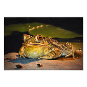 Impression Photo Gros crapaud gras
