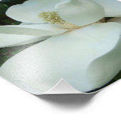 Impression Photo gros pétales de fleur de magnolia blanche (Coin)