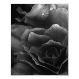 Impression Photo Gros plan en noir et blanc sur un bégonia double
