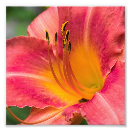 Impression Photo Gros plan Macro de fleur de lys rose (Devant)