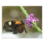 Impression Photo Gros plan papillon sur Verbena Flower (Devant)
