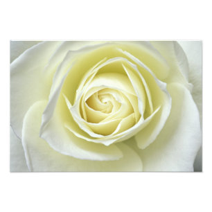 Impression Photo Gros plan sur la rose blanche