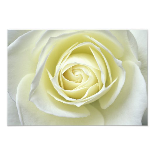 Impression Photo Gros plan sur la rose blanche (Devant)