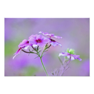 Impression Photo Gros plan sur Phlox de Drummond, Phlox drummondi,