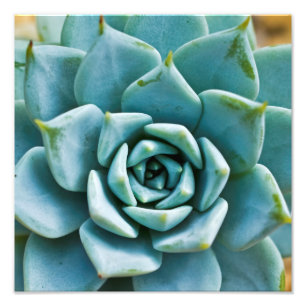 Impression Photo Gros plan sur une succulente