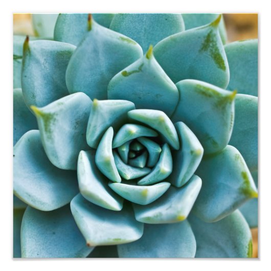 Impression Photo Gros plan sur une succulente (Devant)