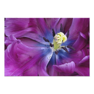 Impression Photo Gros plan sur une tulipe, Jardins de Keukenhof, Li