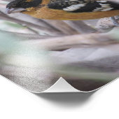 Impression Photo Grosbeak à tête noire (Coin)