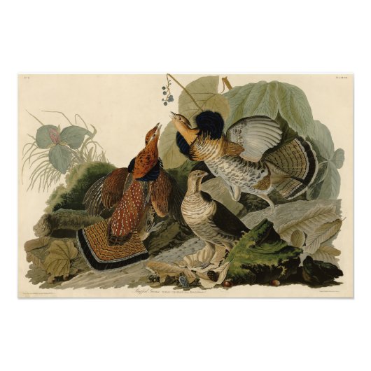 Impression Photo Grouse rouffé - d'Audubon's Birds of America (Devant)