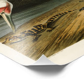 Impression Photo Grue blanche John James Audubon Oiseaux d'Amérique (Coin)