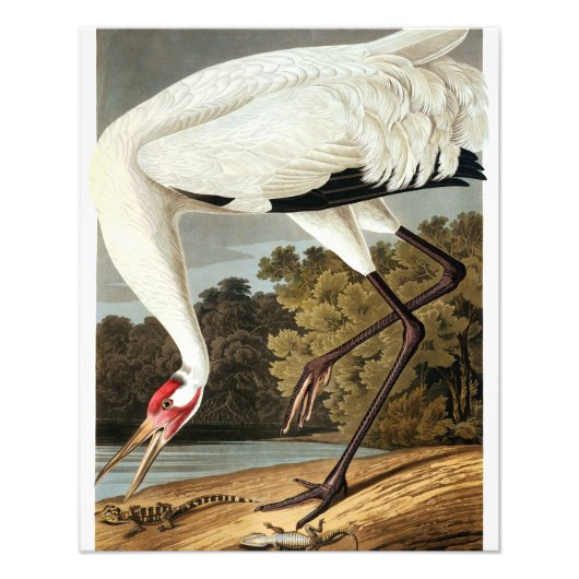 Impression Photo Grue blanche par John James Audubon (Devant)