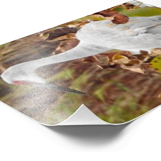 Impression Photo Grue de Sand Hill dans le marais (Coin)